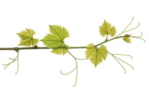 Fresh grape vine branch with vibrant emerald leaves and delicate tendrils, isolated on transparent background with copy space, photorealistic studio shot, concept of natural growth