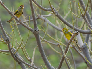 Atlantic Canaries communicating on branches, Tenerife