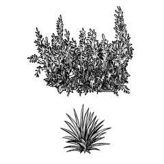 Evergreen bush and grass. Hand drawn black white set illustration. Monochrome graphic of landscape element for architectural and garden sketches. Rock object in line clip art © Iuliia