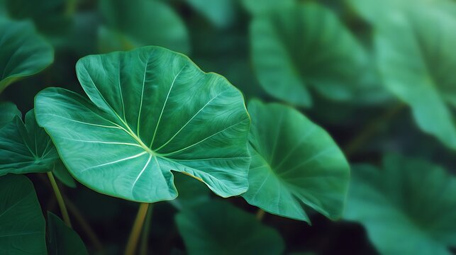 Lush Green Elephant Ear Plant Leaves in a Tropical Garden Setting