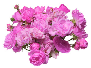 Branch with pink rose buds on a stem on an isolated background