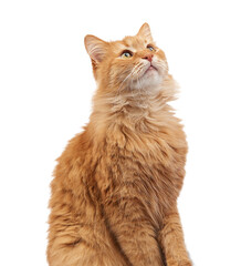 Adult red fluffy cat sitting and looking up on isolated background