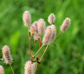 Obraz premium In the meadow among the grass grows field clover (Trifolium arvense)