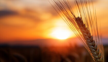 Close Up Of A Wheat Ear Against A Vibrant Sunset