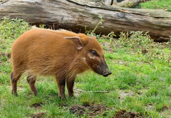Red river hog