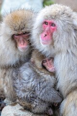 Japanese macaque family
