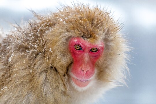 Japanese macaque in winter