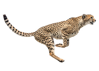 Cheetah Running Profile Isolated on Black