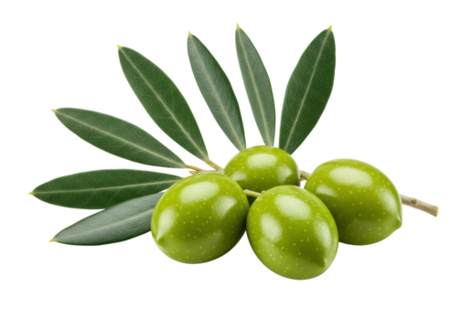 A small olive branch with four plump, vibrant green olives and slender leaves, isolated on a transparent background with soft shadows and copy space, a fresh, minimalist food concept