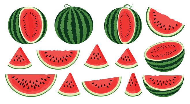 A large collection of juicy watermelon vector illustrations including whole fruit halves slices and wedges for summer designs.