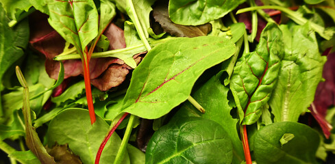 Salad mix close up texture. Healthy eating. Food background