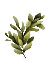 Greenery Branch Watercolor Clipart. Hand-painted botanical foliage element for Christmas decor, wedding invitations, DIY crafts, scrapbooking and eco friendly projects