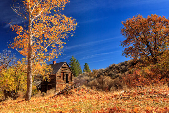 The Old Bunkhouse Landscape With Autumn Color Trees and a Deep Blue Sky