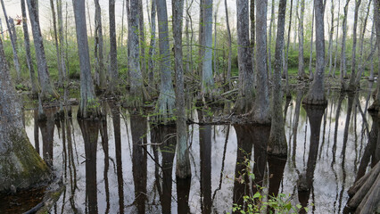 View of the flooded cypress swamp forest with tree reflections in still water in Mississippi, Southern USA