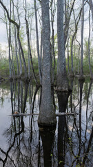 Flooded cypress swamp forest with tree reflections in still water in Mississippi, Southern USA