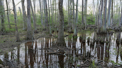 Flooded cypress swamp forest with tree reflections in still water in Mississippi, Southern USA