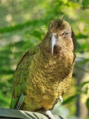 New Zealand Native Parrot Kea The Look.