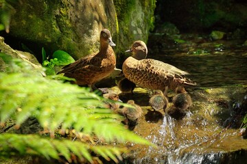 Pair of New Zealand Brown Teal Duck and Ducklings