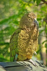 New Zealand Native Parrot Kea