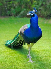 Obraz premium Peacock Beautiful Blue Neck