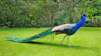 Peacock Long Train Tail