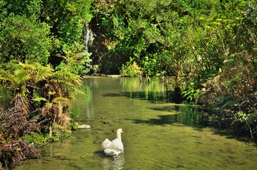 White Mute Swan on a New Zealand Native Water Area