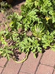 Watermelon growing on vine with green leaves on brick paved ground, sunlight illuminating fruit
