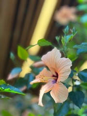 Hibiscus flower in focus with blurred foliage in background