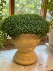 Potted green plant with lush foliage on a stone floor indoors
