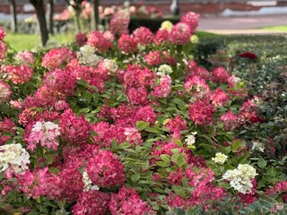 Pink and white hydrangeas blooming in garden with lush green foliage and soft lighting background