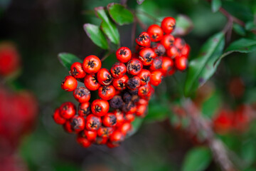 Firethorn berries (Pyracantha)