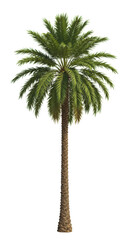 A robust date palm tree with a thick, textured brown trunk and vibrant green fronds, isolated on a brilliant white background, illuminated by soft light, concept of tropical natural beauty