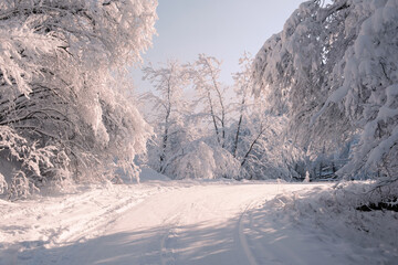 A snowy winter landscape with a road and trees covered in snow and frost. This picturesque view showcases the beauty of nature during the cold season.