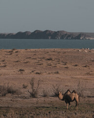 Bactrian double-humped camel in arid landscape. His coat has a light brown tint. The area is arid near the lake and dark, rocky mountains or hills are visible on the horizon.