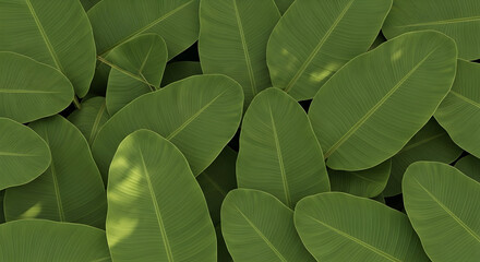 Top-down view of large banana leaves overlapping to create a bold natural pattern, soft shadows, premium quality greenery background.
