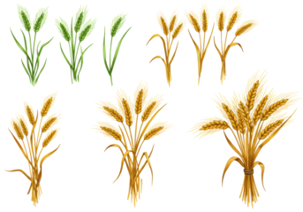 Six watercolor wheat stalks, young green and mature golden ears, with multiple stalks, isolated on a transparent background. Concept of agricultural growth and harvest