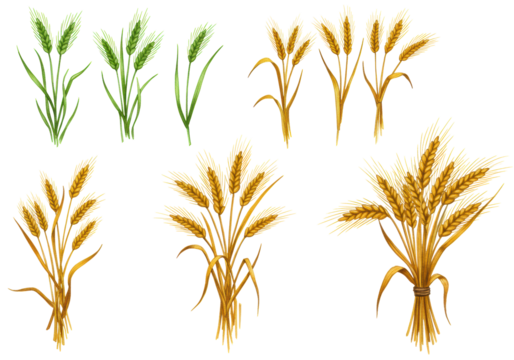 Six watercolor wheat stalks, young green and mature golden ears, with multiple stalks, isolated on a transparent background. Concept of agricultural growth and harvest