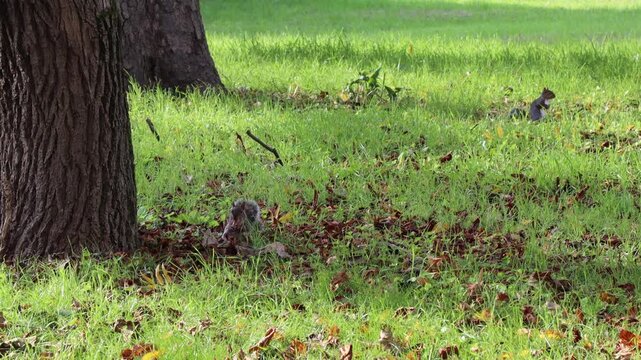 A squirrel eats on the grass and then runs across a park in Abano Terme, Italy