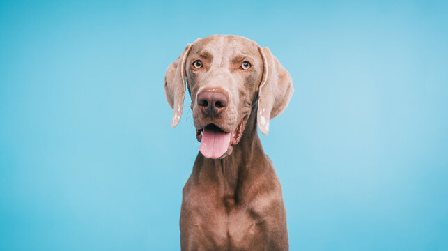 Weimaraner dog posing for a studio portrait, showing its distinctive gray coat and friendly expression on a light blue background