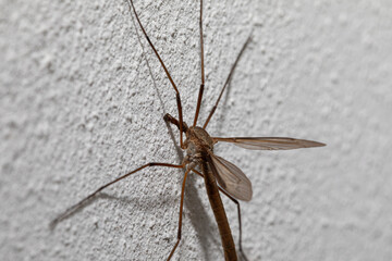 Crane fly resting on textured white wall surface