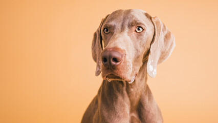 Weimaraner dog looking with focused expression against a plain background, focusing on pet care,...