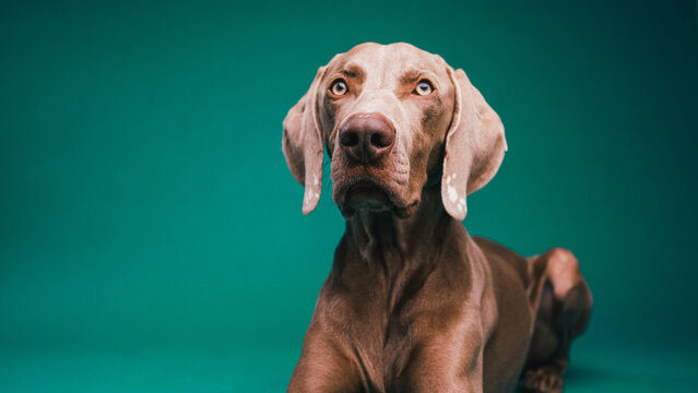 Weimaraner dog looking attentively, relaxing in a studio with a vibrant teal background. Focus on pets, animals, and loyalty
