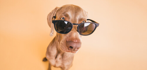 Weimaraner dog standing in front of a plain background, wearing black sunglasses for a humorous pet...