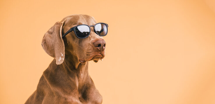 Vizsla dog wearing stylish sunglasses, looking cool and trendy. Pet posing for studio portrait with copy space