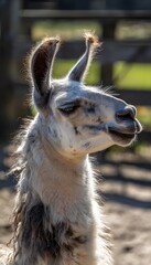 Obraz premium Gentle llama portrait basking in warm sunlight a charming farm scene evokes peaceful rural beauty