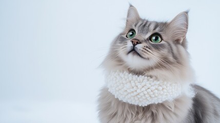Fluffy gray cat with bright green eyes poses gracefully against a light background wearing a cozy knitted scarf