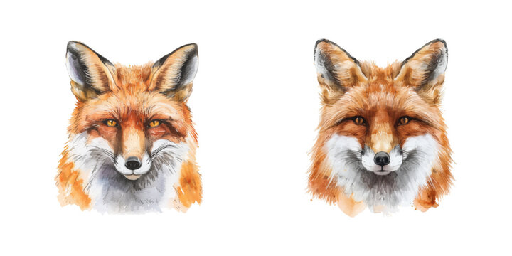 fox head watercolor vector illustration
