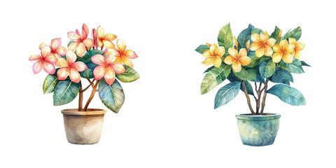 frangipani plant on pot watercolor vector illustration