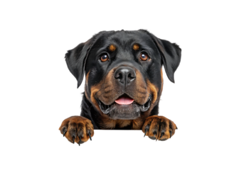  Isolated Rottweiler Dog Peeking on a Transparent Background.