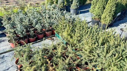 Evergreen nursery symphony, spruce whispers, winter solstice anticipation, cultivating Yule spirit...